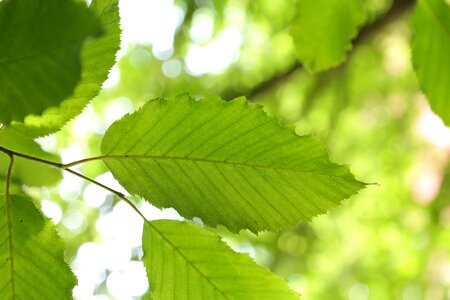 Carpinus betulus white beech horn tree