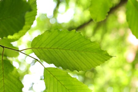 Carpinus betulus white beech horn tree photo