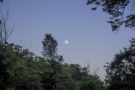 Moon beyond the trees at dusk at Stewart Lake County Park