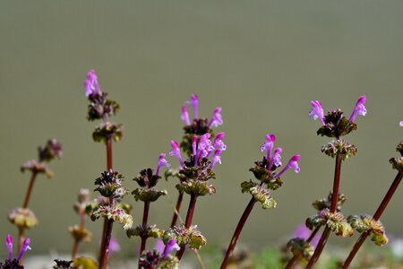 Blossom nature garden