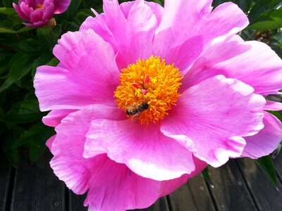 Pink yellow blossom