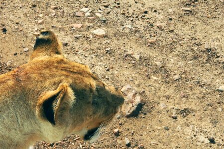 Africa animal desert