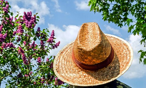 Blue Sky flower garden photo