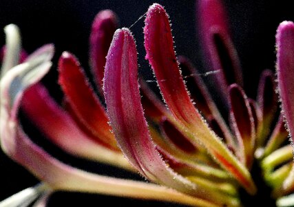Beautiful beautiful flowers blooming