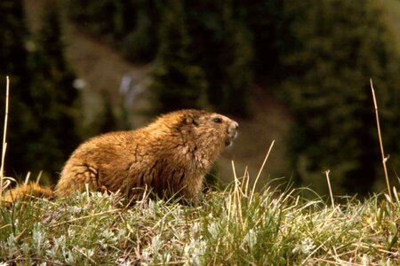 Animal marmot 