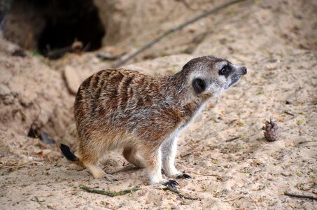 Scharrtier species of mammal mongoose