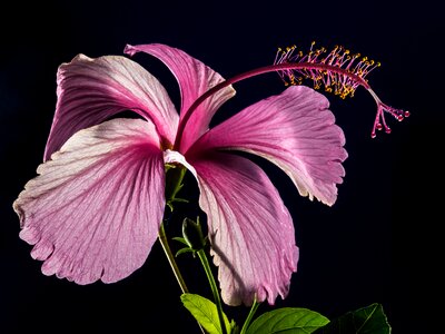 Flower pink marshmallow photo