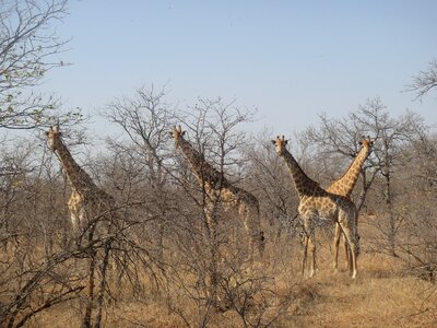Safari wilderness south africa