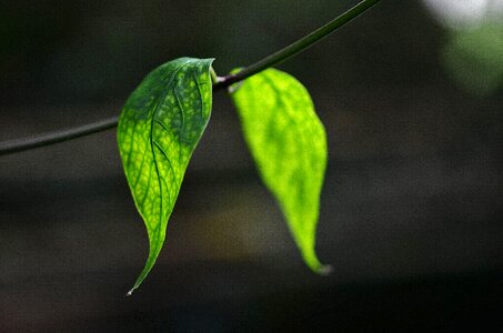 Green macro nature photo