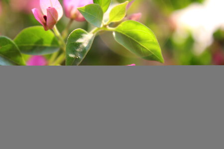 Pink Leaf Flowerbackground