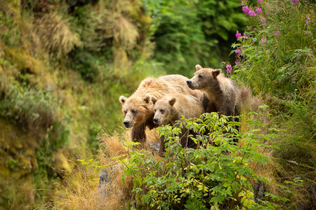 Kodiak brown bear with cubs-1