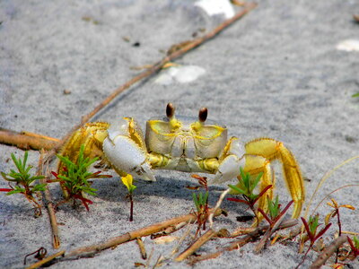 Crab ghost photo