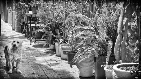 Black and white summer vacation dog