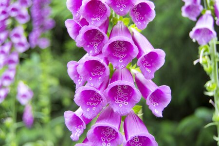 Purple foxglove lady's glove pink