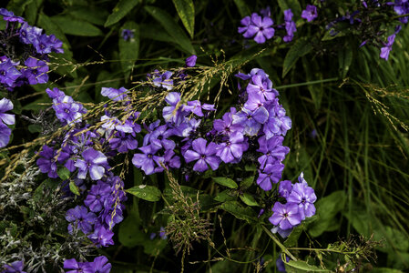 Purple flowers in the garden photo