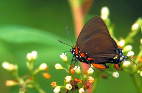 Butterfly great hairstreak