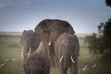 Kenya africa african bush elephant photo