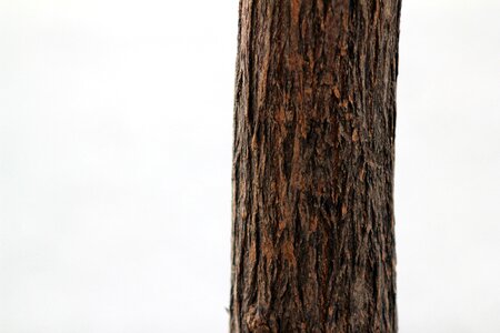 Nature wood natural