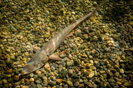 Pallid Sturgeon-1