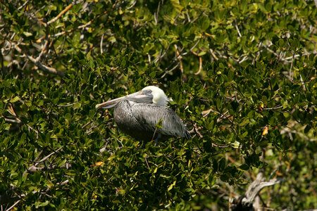 Brown Pelican-1 photo