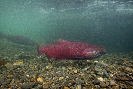 Chinook salmon-1