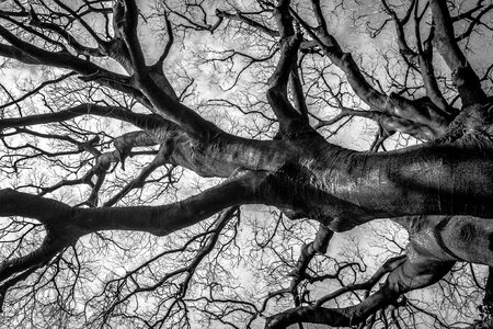 Nature curve twig