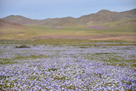 Purple flower desert