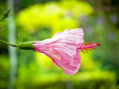 Blossom bloom petal