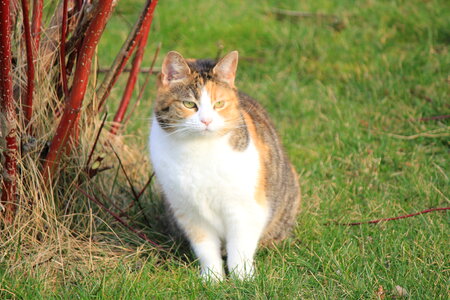 Striped cat on a meadow