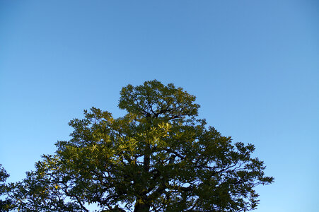 26 Tree