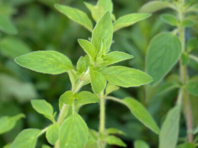 Culinary herbs origanum vulgare lamiaceae photo