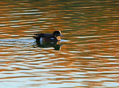 American wigeon-7