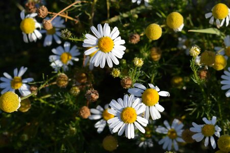 Beautiful Flowers biology bloom
