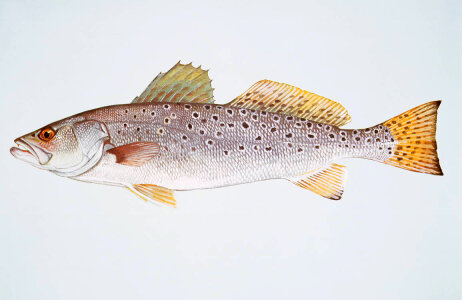 Spotted seatrout