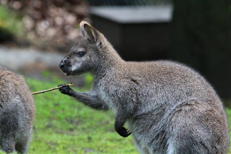 Macropus rufogriseus bennett wallaby photo