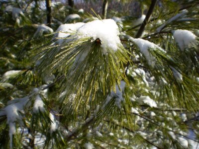 Snow pine branch