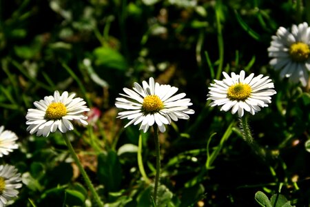 Beautiful Flowers biology bloom