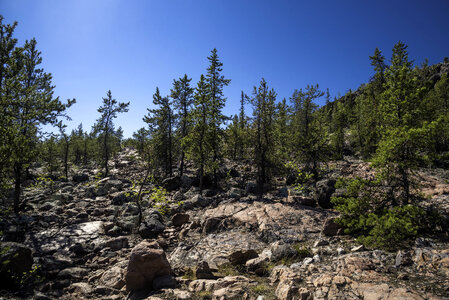 Trees on the rocks on the Ingraham Trail photo