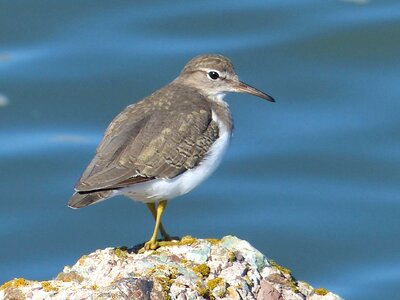 Bird means Scolopacidae photo