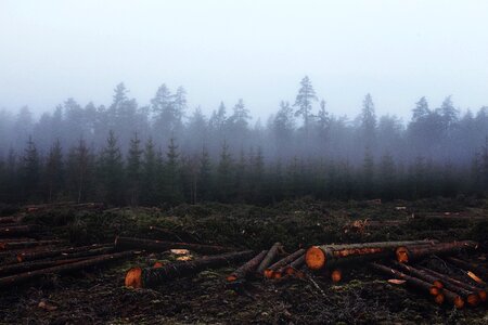 Untimber logs tree trunks photo