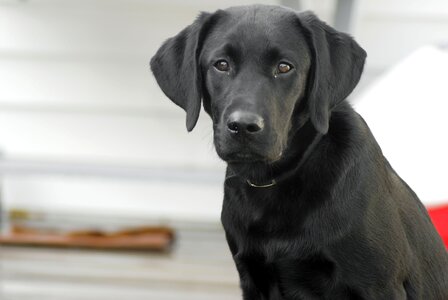 Labrador retriever pet photo