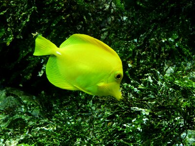 Yellow segeldoktorfisch surgeonfish aquarium photo