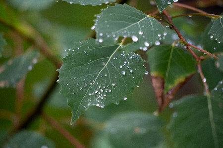 Wet Leaf Droplets photo