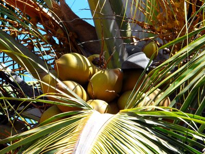 Tropical fruits exotic photo