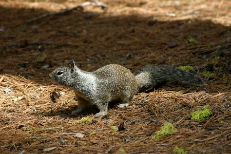 Ground squirrel sweet forest photo