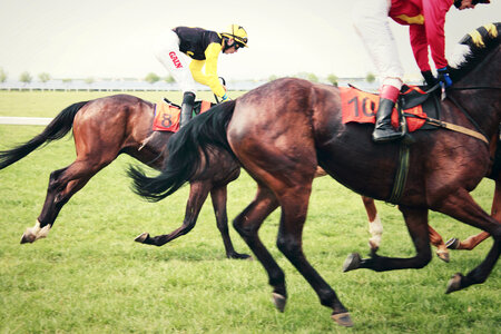 Horse Race photo