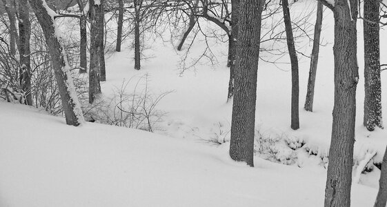 Xmas winter snowfall photo