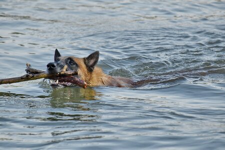 Hunting Dog swimming training program photo