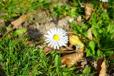 Bloom white bellis philosophy