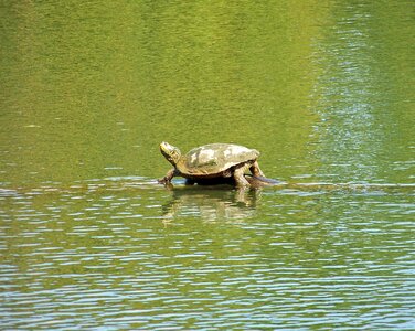 Turtle animal wildlife photo